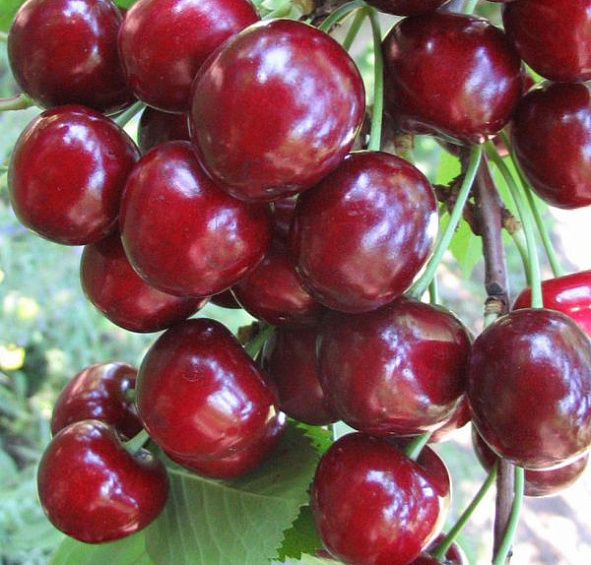 Черешня Тютчевка